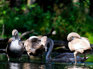 Rodzina Łabędzi niemych (Cygnus olor) w porannym letnim świetle na rzece © JDziedzic