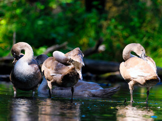 Rodzina Łabędzi niemych (Cygnus olor) w porannym letnim świetle na rzece © JDziedzic
