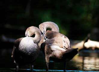 Rodzina Łabędzi niemych (Cygnus olor) w porannym letnim świetle na rzece © JDziedzic