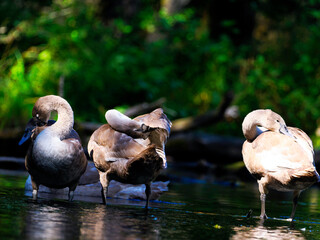 Rodzina Łabędzi niemych (Cygnus olor) w porannym letnim świetle na rzece © JDziedzic