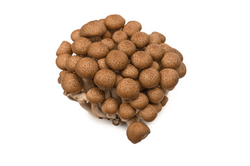 Raw beech mushrooms isolated on white background.