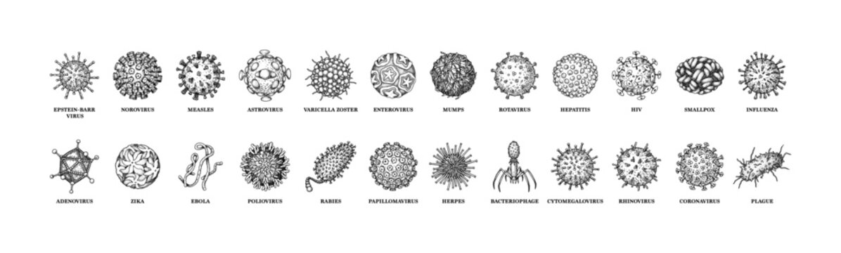 Viruses with names isolated on white background. Different types of microscopic microorganisms. Vector illustration in sketch style