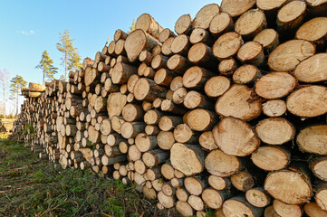 cutting area with stacked timber in Sweden