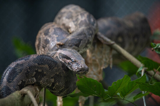 Indian python (Python molurus) coils itself in the branches of a tree in forest in India. It is one of the six largest python species native to tropical and subtropical regions of the India.