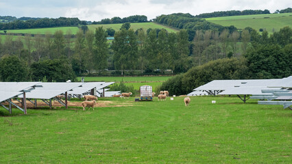 Example of UK agricultural diversity, with sheep grazing  land supporting arrays of solar panels....