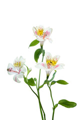 White Alstroemeria flower.  Easter or Woman's day greeting card. Isolated on white background. Full Depth of field. Focus stacking.