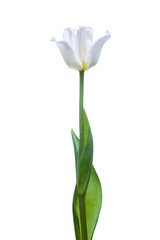 Naklejka na ściany i meble White tulip flower. Easter or Woman's day greeting card. Isolated on white background. Full Depth of field. Focus stacking. PNG