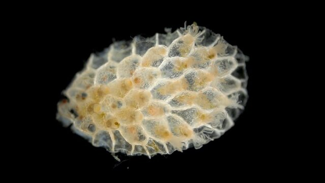 Colony of bryozoans from the class Gymnolaemata under a microscope. Sometimes they are called Ectoprocta. White Sea