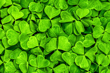 Fototapeta na wymiar Background with green clover leaves for Saint Patrick's day. Shamrock as a symbol of fortune.