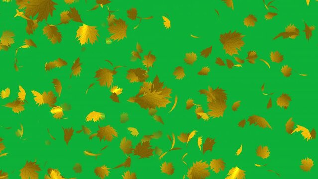 Beautiful maple leaves animation in 4K Ultra HD, Yellow leaves falling animation in green screen background