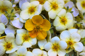 Fototapeta na wymiar close up of a space filled with beautiful white cinquefoil flowers with a yellow cinquefoil flower in the center
