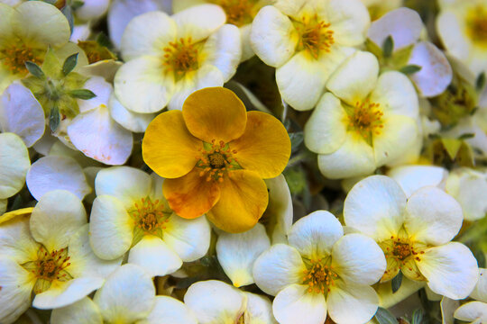 close up of a space filled with beautiful white cinquefoil flowers with a yellow cinquefoil flower in the center