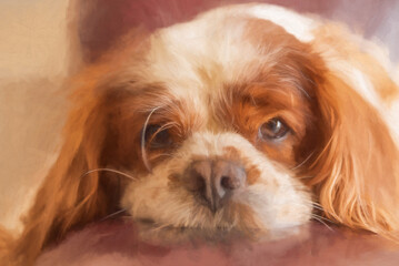 Digital painting of a closeup profile shot of a single isolated Blenheim Cavalier King Charles Spaniel.