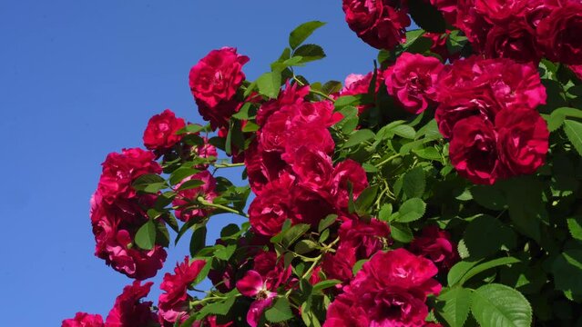 Beautiful red blooming bud or inflorescence of a Rose climbing Amadeus. close-up. Photo for the catalog of plants of the garden center or plant nursery. Sale of green space
