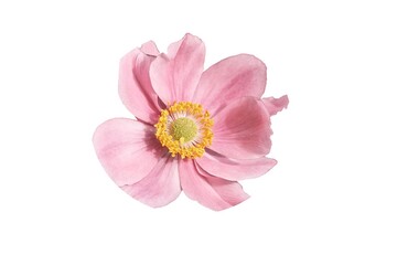 pink flower isolated on white
