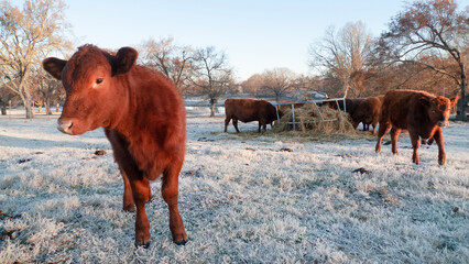 Cattle in a winter pasture eating hay on a frosty morning with calf in foreground © Tamara  Harding