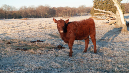 Heifer on a frosty morning, red Angus beef calf in a snowy pasture in winter © Tamara  Harding