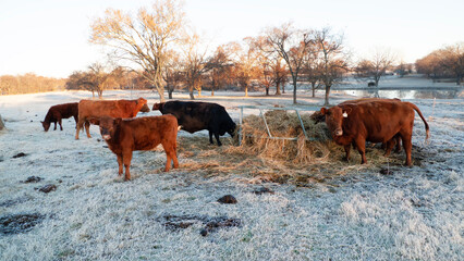 Cattle in a winter pasture eating hay on a frosty morning © Tamara  Harding