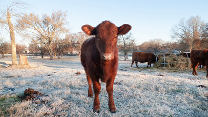 Calf in a winter pasture portrait of face, cold frosty morning, cows eating hay © Tamara  Harding