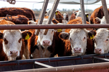 hereford cattle farm