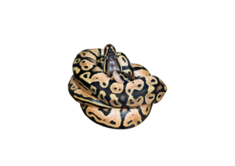 baby python isolated on background