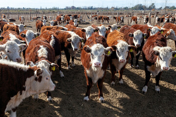 hereford cattle farm