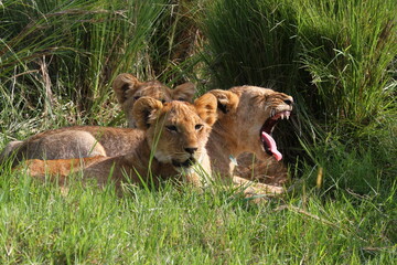 Closeup of three grown-up lion cubs resting in high green grass, one cub yawning