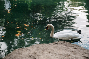 A white swan on the shore of a lake or pond in a wild natural habitat.