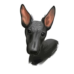 Peruvian Hairless dog portrait isolated. Digital for web, t-shirt print and puppy food cover design, clipart. Perro Sin Pelo de Peru, Inca Dog, Viringo, Peruvian Inca Orchid, Calato, Dielmatian.