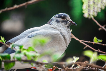 Fototapeta premium pigeon on a branch