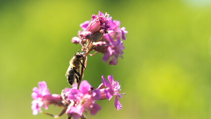 Bee and flower. Close up of a large striped bee collects honey on a yellow flower on a Sunny bright day. Macro horizontal photography. Summer and spring backgrounds