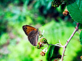 Barwny świat motyli w ich naturalnym dzikim środowisku - obrazy, fototapety, plakaty