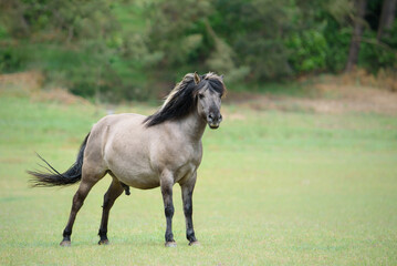 Konik Pferd (Hengst) im Nationalpark in Polen