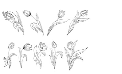 A large set of different original tulip flowers. Contour hand drawing