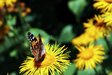 Barwny świat motyli w ich naturalnym dzikim środowisku