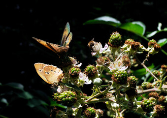 Barwny świat motyli w ich naturalnym dzikim środowisku - obrazy, fototapety, plakaty