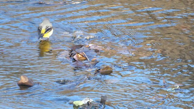 Lavandera Cascadena or gray wagtail, Motacilla cinerea, looking for food in the current of a river.