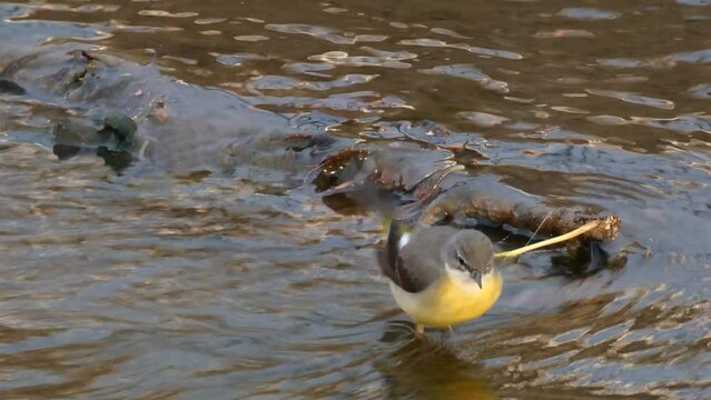 Lavandera Cascadena or gray wagtail, Motacilla cinerea, looking for food in the current of a river.