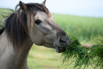 Konik stallion eating grass, Koniks are European wild horses