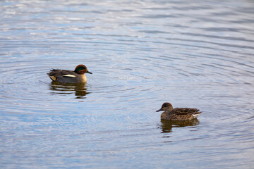 Pareja de cercetas comunes (Anas crecca) nadando en un lago al amanecer