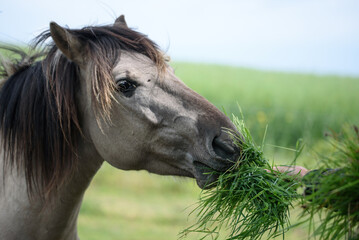 Konik stallion eating grass, Koniks are European wild horses