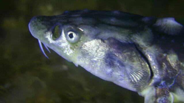 Russian sturgeon or Danube sturgeon (Acipenser gueldenstaedtii) swims against an algae-covered bottom, then leaves the frame, close-up, portrait, detail.