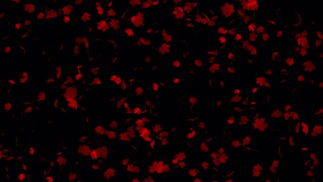 Red maple leaves animation in 4K Ultra HD, Beautiful animation with red leaves, Leaves flying in transparent background