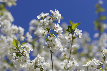 Branches of blossoming Cherry macro with soft focus. Easter and spring greeting cards. Springtime. Bloom over blue sky. Morning in the cherry orchard. Spring background. Blossoming Cherry tree garden 