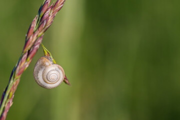 Snail shell attached to a blade of grass with green background, close-up.

