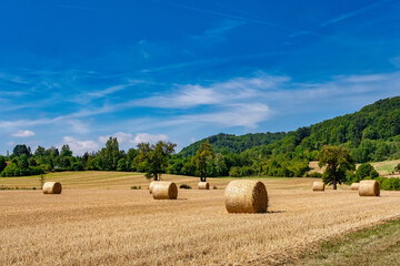 Rolls haystacks straw on field, harvesting wheat. Rural field with bales of hay. Landscape