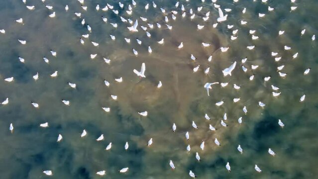 Aerial photography of sewer pipe discharge into the sea. The camera slowly rises from a geyser of brown water bubbles that rise from the depths of the sea and is a mass gathering place for sea gulls.