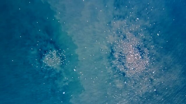 Aerial photography of sewage discharge into the sea. The camera slowly pans down to the eyes of the sea: two geysers of brown water bubbles that rise from the depths of the sea.