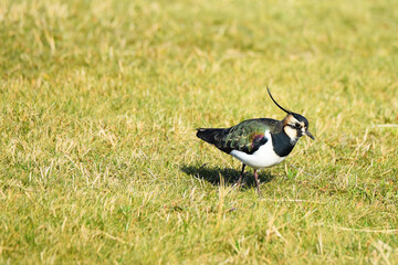 Den Helder, Netherlands. February 2023. A lapwing in a meadow looking for food.