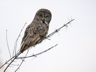Great Gray Owl portrait on white background, isolated 